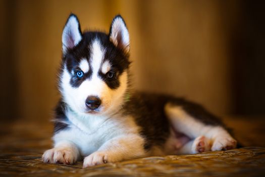 Siberian husky puppy with beautiful blue eyes
