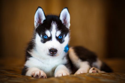 Siberian husky puppy with beautiful blue eyes