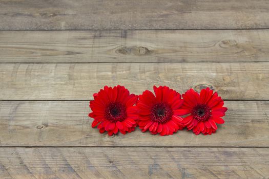 red gerbera flowers on wooden background