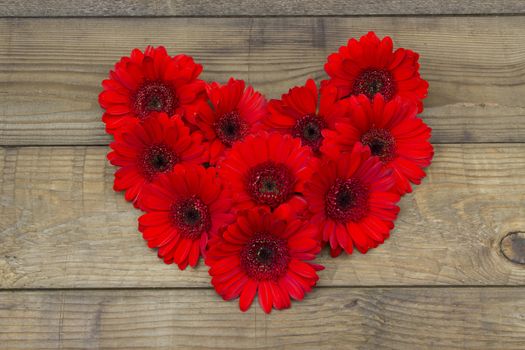 red gerbera flowers on wooden background