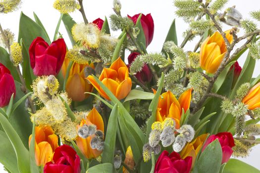 tulips and willow for easter on white background