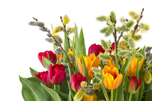 tulips and willow for easter on white background