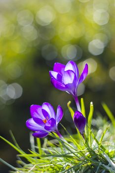 crocus - one of the first spring flowers