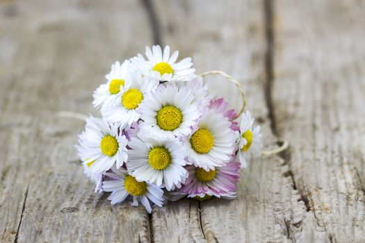 daisies on wooden background