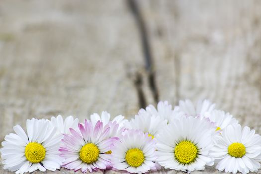 daisies on wooden background