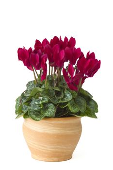 cyclamen persicum in a flower pot 