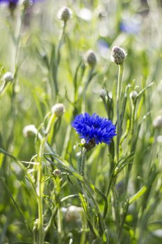 cornflowers