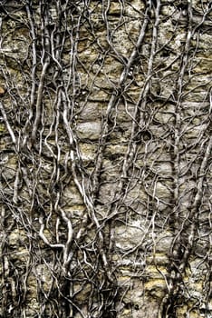 Creeper on brick wall grungy background and wall plant