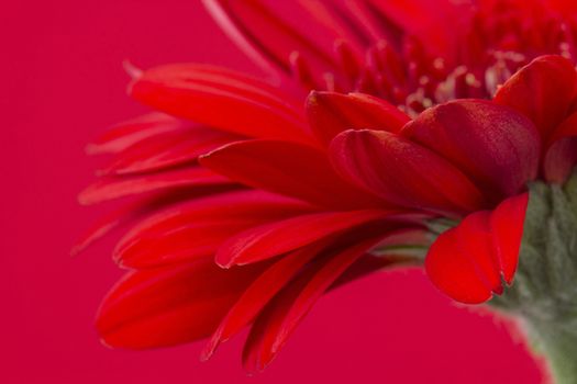 red gerbera flower