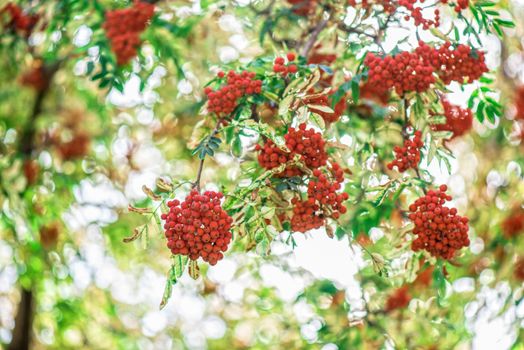 rowan-tree with rowanberry and sunrise
