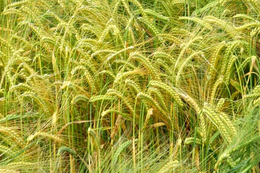 Corn ripening in the summer sun and gently moving in the breeze to create interesting patterns,