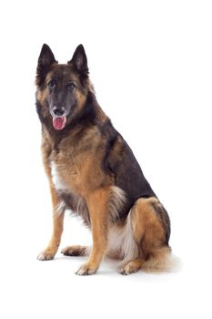 Belgian Shepherd Tervuren bitch sitting, isolated on white studio background