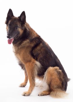 Tervuren bitch sitting, isolated on white studio background