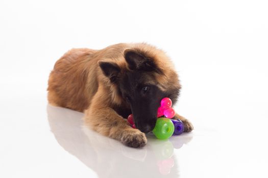 Belgian Shepherd Tervuren puppy, six months old, with coloured toys, green, pink and purple, lying on shiny white floor, isolated on white studio background