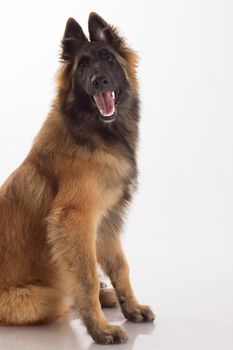 Belgian Shepherd Tervuren puppy sitting on shiny white floor, white studio background