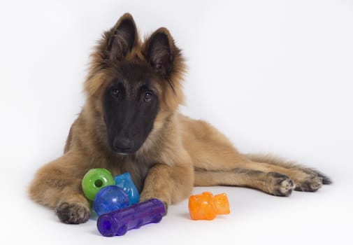 Belgian Shepherd Tervuren puppy with colored toys, green, blue, orange and purple, isolated on white studio background