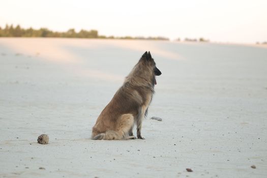 Dog, Belgian Shepherd Tervuren, sitting and looking over sand plane