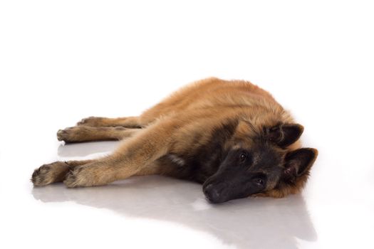 Belgian Shepherd Tervuren dog puppy, six months old, laying down, isolated on white studio background