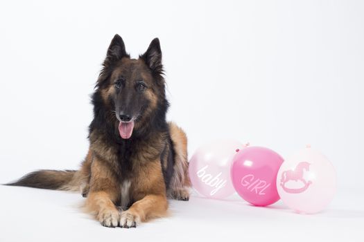 Dog, Belgian shepherd, Tervuren, with pink balloons for a newborn
