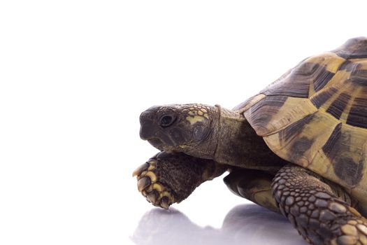 Greek land tortoise, Testudo Hermanni, white studio background