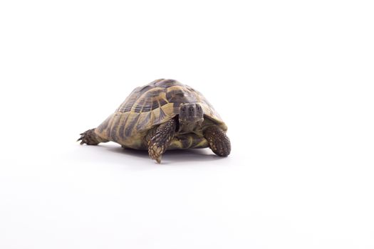 Greek land tortoise, Testudo Hermanni, white studio background