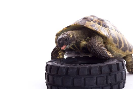 Greek land tortoise, Testudo Hermanni, white studio background