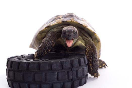 Greek land tortoise, Testudo Hermanni, with car tire, isolated on white studio background