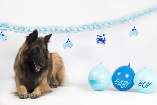 Dog, Belgian Shepherd Tervuren, laying with blue newborn baby boy