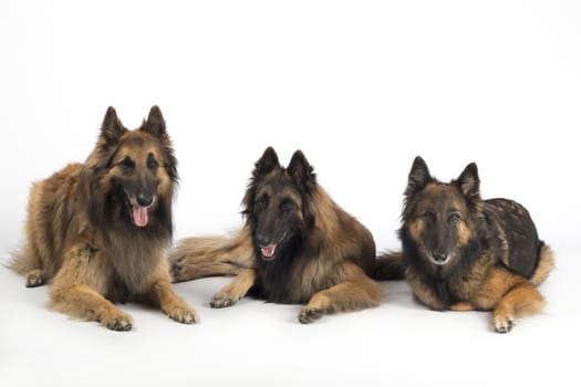 Three dogs, Belgian Shepherd Tervuren, lying isolated on white studio background
