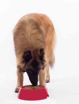 Tervuren dog, eating dog food in bowl, isolated on white studio background