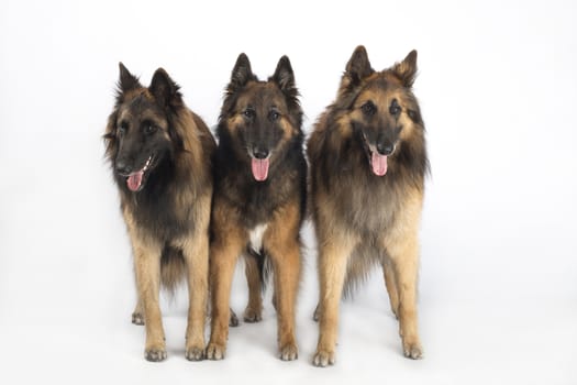 Three dogs, Belgian Shepherd Tervueren, standing, isolated on white studio background
