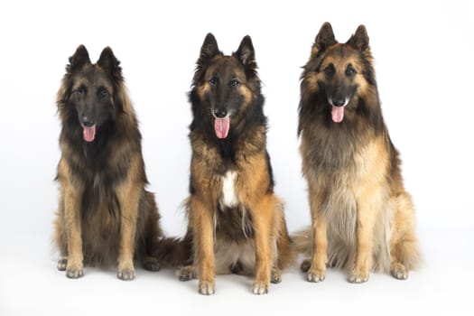 Three dogs, Belgian Shepherd Tervuren, sitting, isolated on white studio background