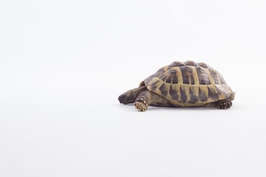 Greek land tortoise, Testudo Hermanni, white studio background