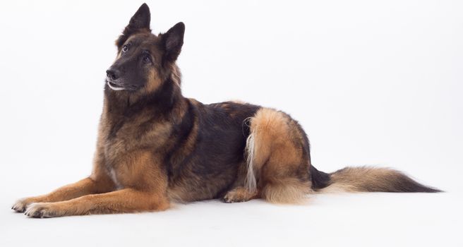 Belgian Shepherd Tervuren bitch laying down, isolated on white studio background