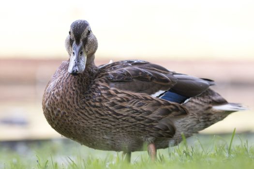 Wild duck looking in camera, close-up