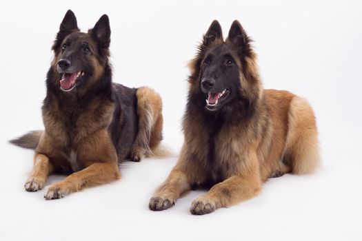 Tervuren bitch and dog lying down, isolated on white studio background