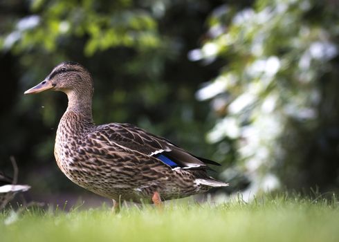 Wild duck, female