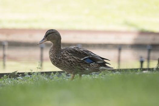 Wild duck, female