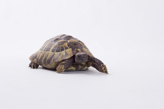 Greek land tortoise, Testudo Hermanni, isolated on white studio background