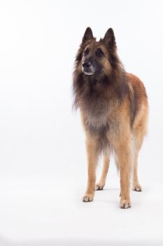 Belgian Shepherd Tervuren dog standing, white studio background