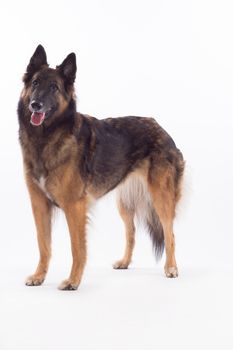 Belgian Shepherd Tervuren bitch standing, isolated on white studio background