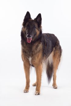 Belgian Shepherd Tervuren bitch standing, isolated on white studio background