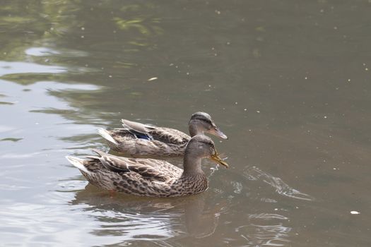 Two wild ducks swimming