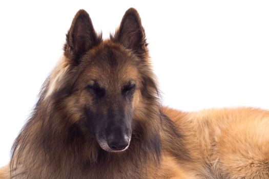 Belgian Shepherd Tervuren, dog, laying down, isolated on white studio background