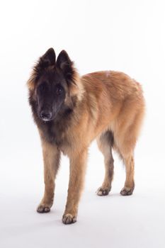 Belgian Shepherd Tervuren dog puppy, six months old, standing, isolated on white studio background