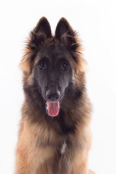 Belgian Shepherd Tervuren dog puppy, headshot, white studio background, headshot, isolated