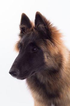 Belgian Shepherd Tervuren dog puppy, headshot, white studio background, headshot, isolated