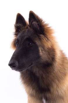 Belgian Shepherd Tervuren dog puppy, headshot, white studio background, headshot, isolated