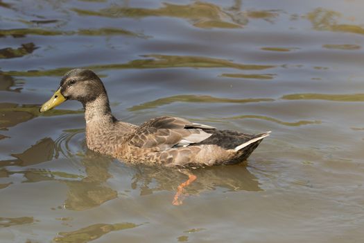 Wild duck swimming