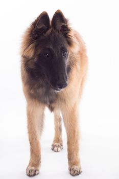 Belgian Shepherd Tervuren dog puppy, six months old, standing, isolated on  white studio background